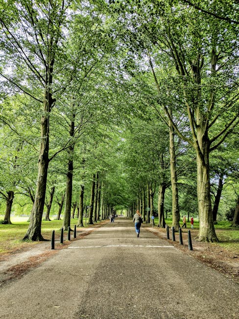 A daytime image of a wide, paved pathway in a park lined with tall, mature trees on both sides. The trees have lush green leaves, creating a canopy that filters sunlight onto the ground. The surface o